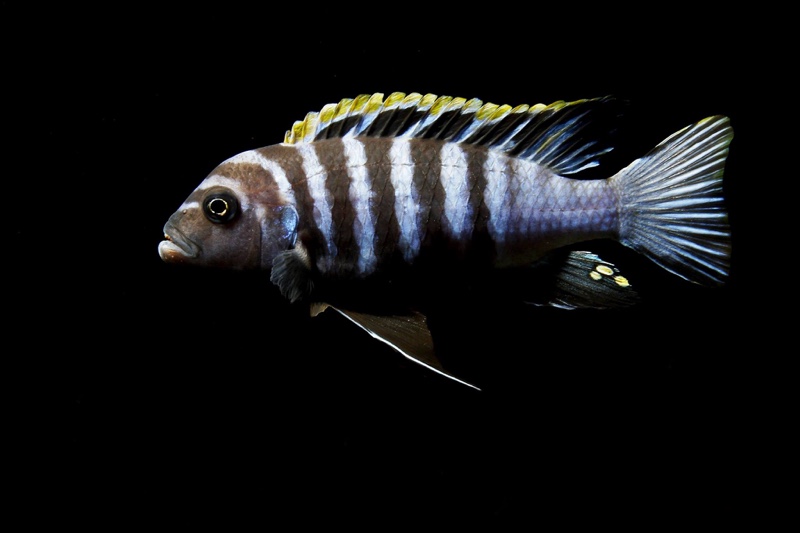 Cynotilapia zebroides 'Hai (Chimate) Reef'